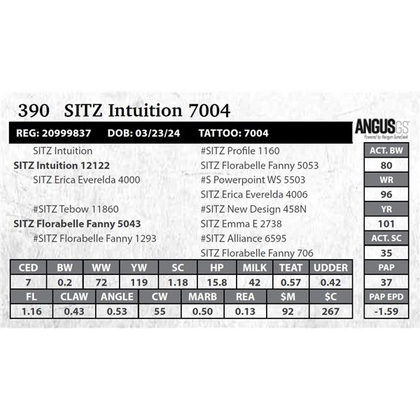 SITZ Intuition 7004