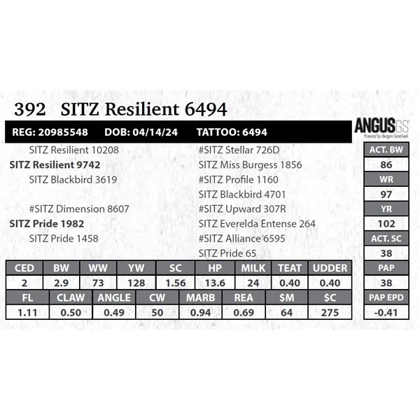 SITZ Resilient 6494