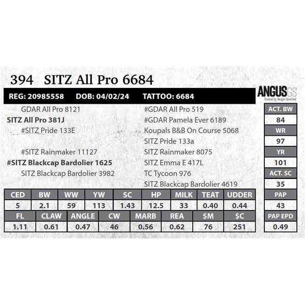 SITZ All Pro 6684
