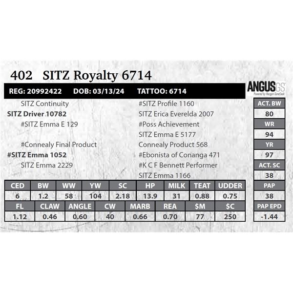 SITZ Royalty 6714