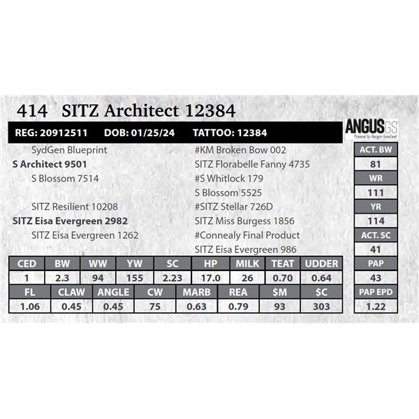 SITZ Architect 12384