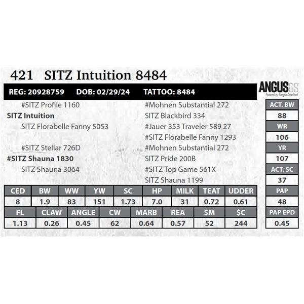 SITZ Intuition 8484