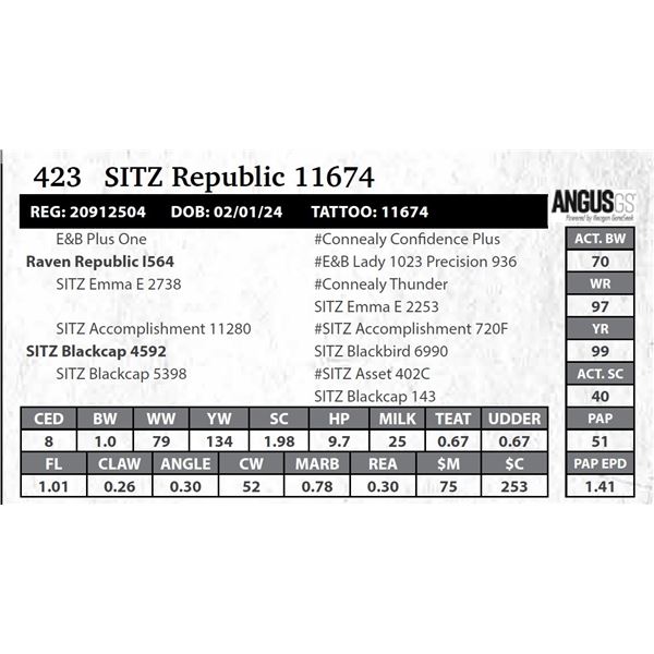 SITZ Republic 11674