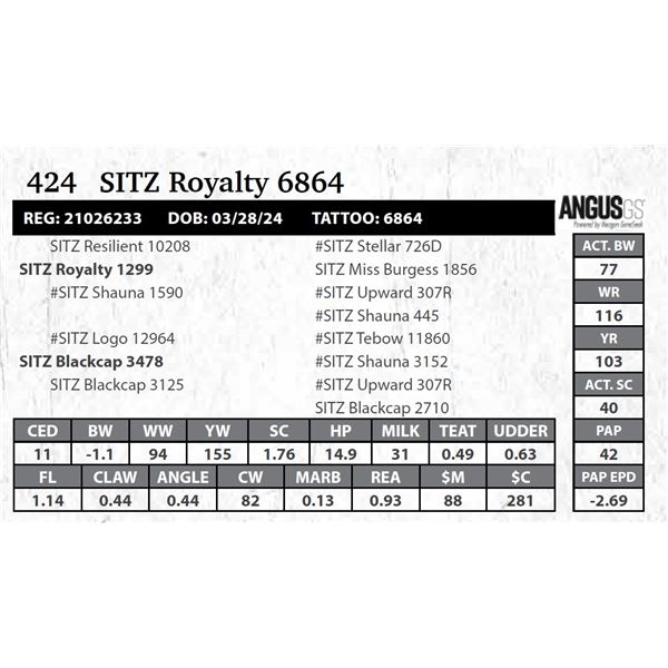 SITZ Royalty 6864