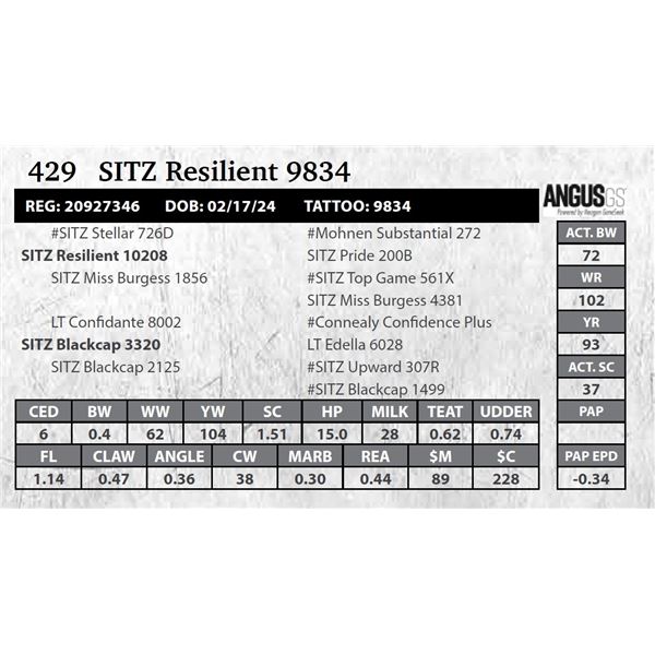 SITZ Resilient 9834