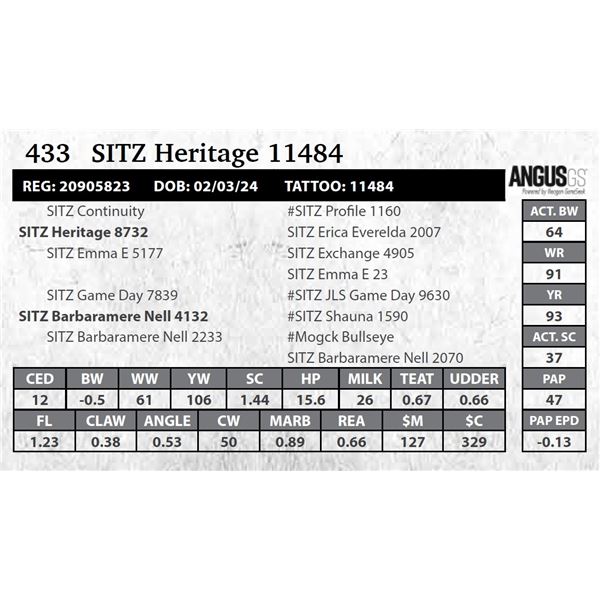 SITZ Heritage 11484