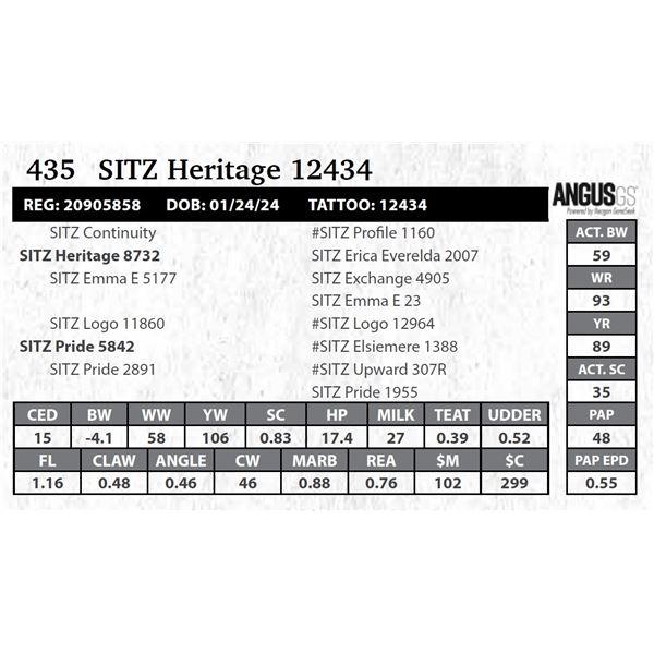 SITZ Heritage 12434