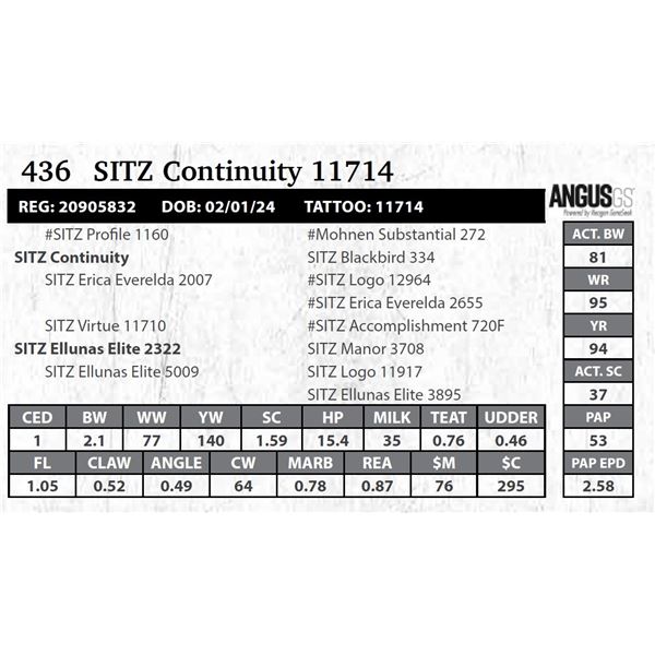 SITZ Continuity 11714