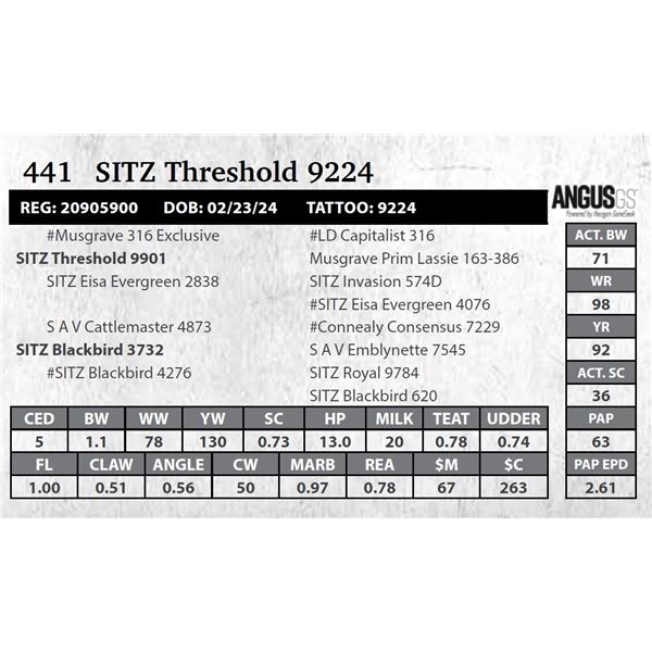 SITZ Threshold 9224