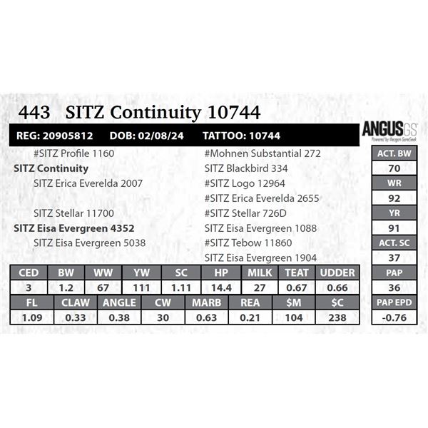 SITZ Continuity 10744