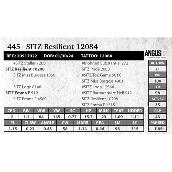 SITZ Resilient 12084