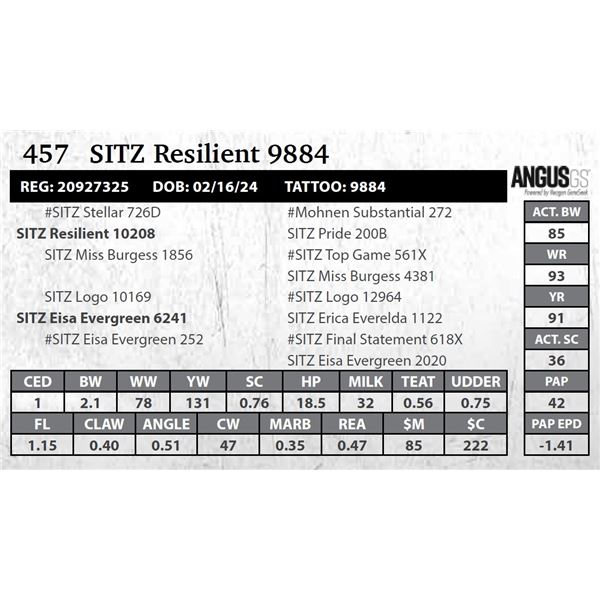 SITZ Resilient 9884