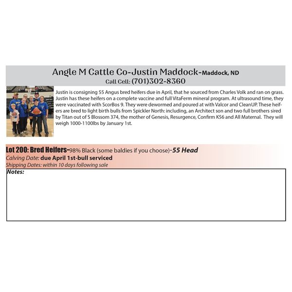 55 hd Bred Heifers - Angle M Cattle Co