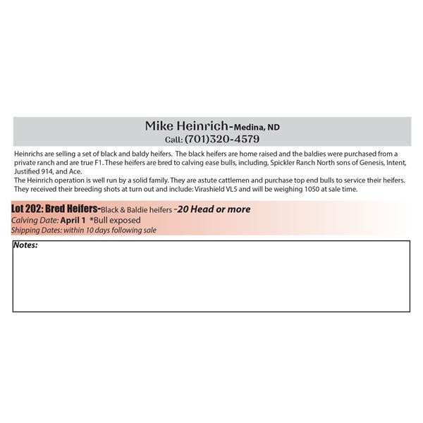20 hd plus Bred Heifers - Mike Heinrich