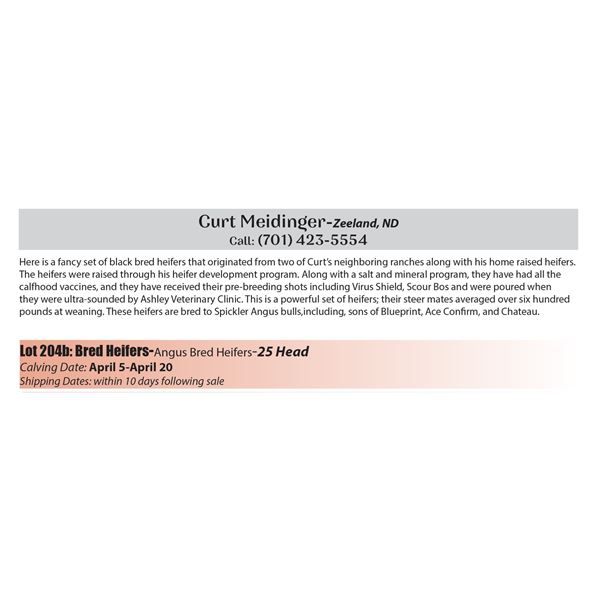 25 hd Bred Heifers - Curt Meidinger