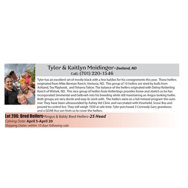 25 hd Bred Heifers - Tyler & Kaitlyn Meidinger