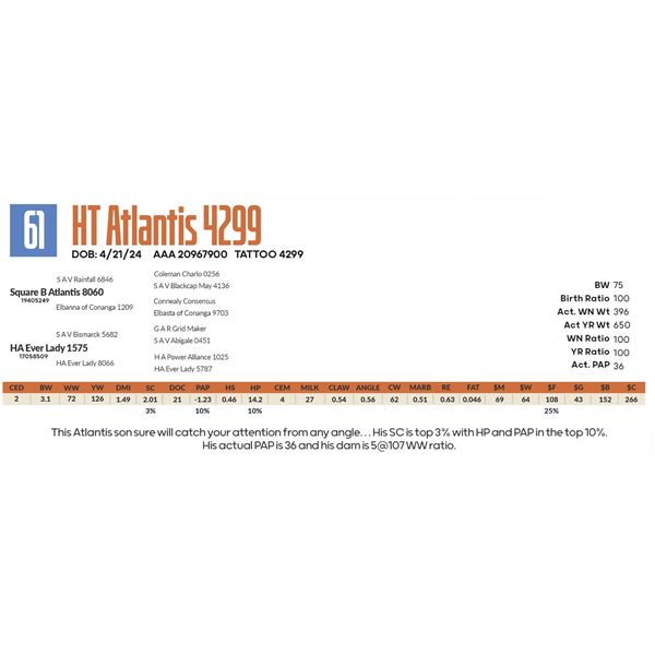 HT Atlantis 4299