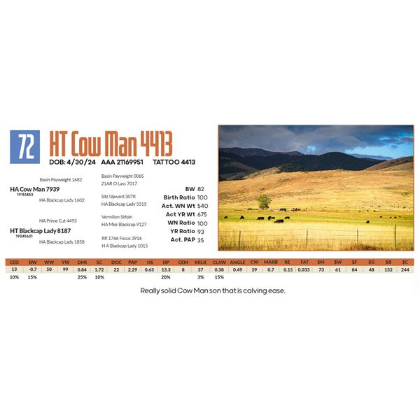 HT Cow Man 4413