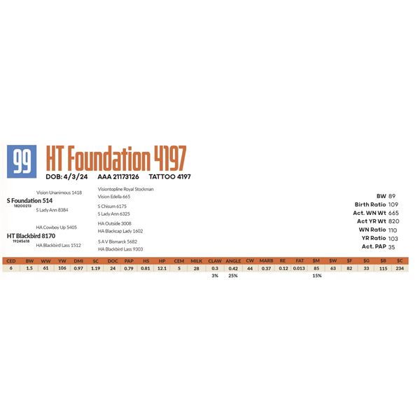HT Foundation 4197