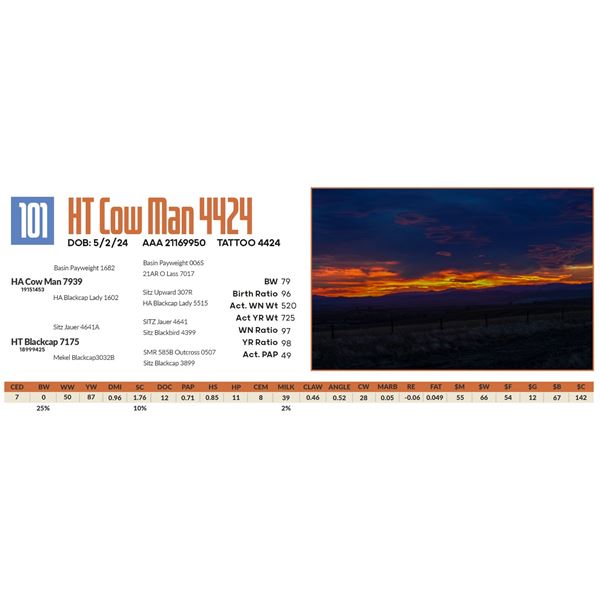 HT Cow Man 4424