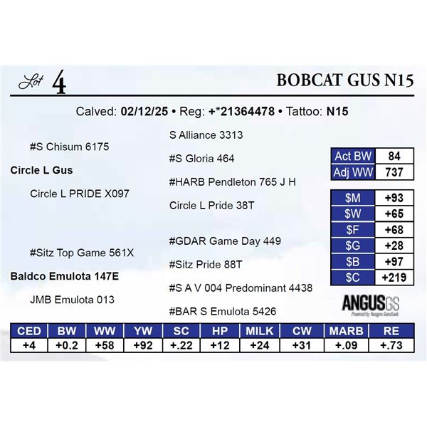 Bobcat Gus N15
