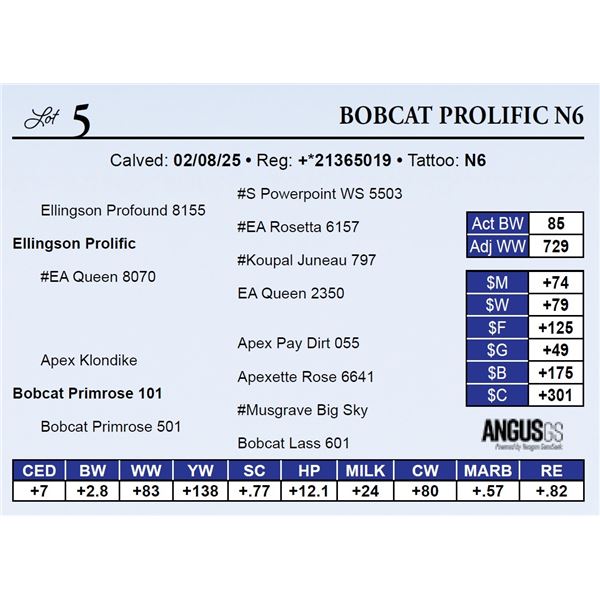 Bobcat Prolific N6