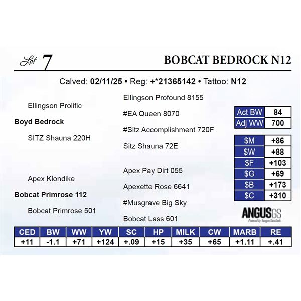 Bobcat Bedrock N12