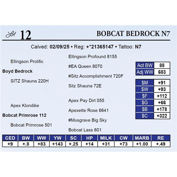 Bobcat Bedrock N7