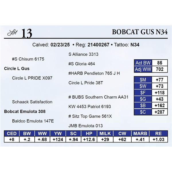 Bobcat Gus N34