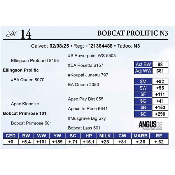 Bobcat Prolific N3