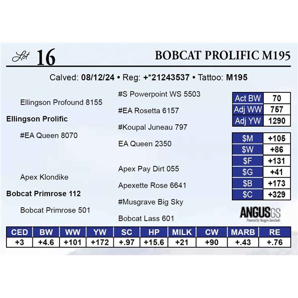 Bobcat Prolific M195
