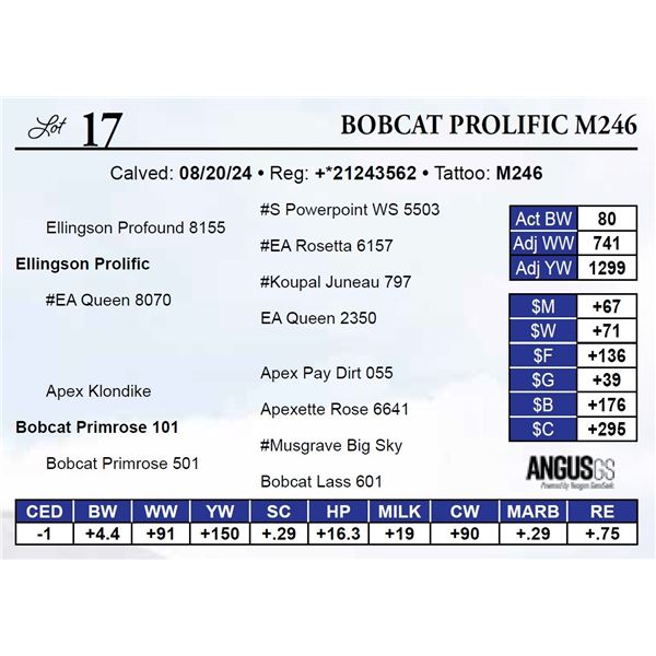 Bobcat ProlificM246