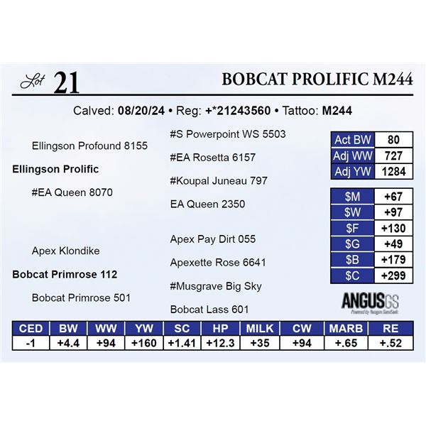 Bobcat Prolific M244