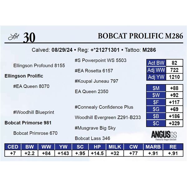 Bobcat Prolific M286