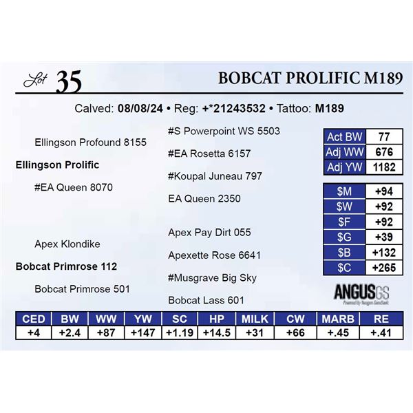 Bobcat Prolific M189