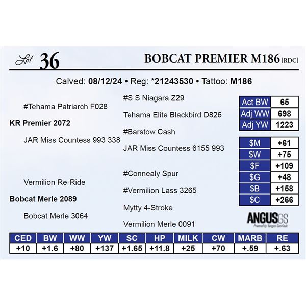 Bobcat Premier M186