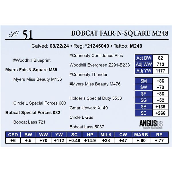 Bobcat Fair-N-Square M248