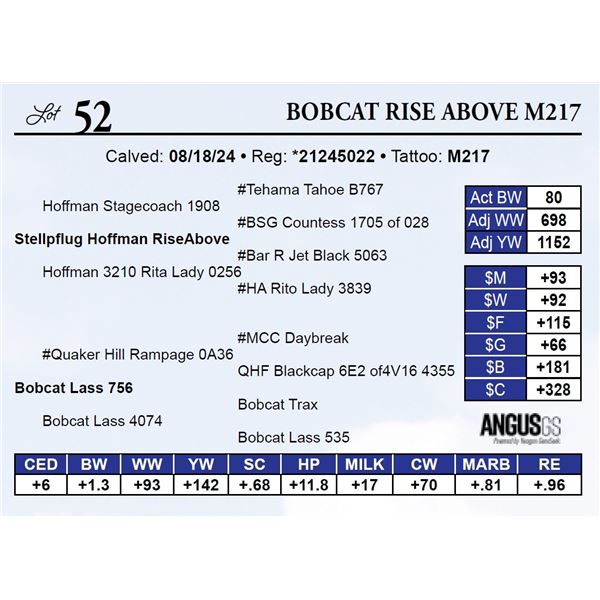 Bobcat Rise Above