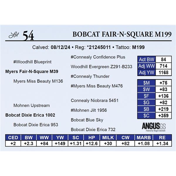 Bobcat Fair-N-Square M199