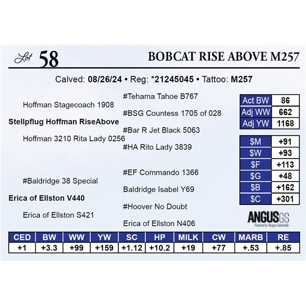 Bobcat Rise Above M257