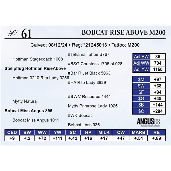 Bobcat Rise Above M200