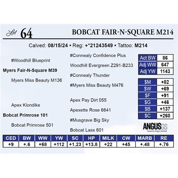 Bobcat Fair-N-Square M214