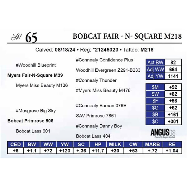 Bobcat Fair - N- Square M218