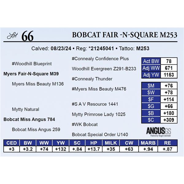 Bobcat Fair -N-Square M253