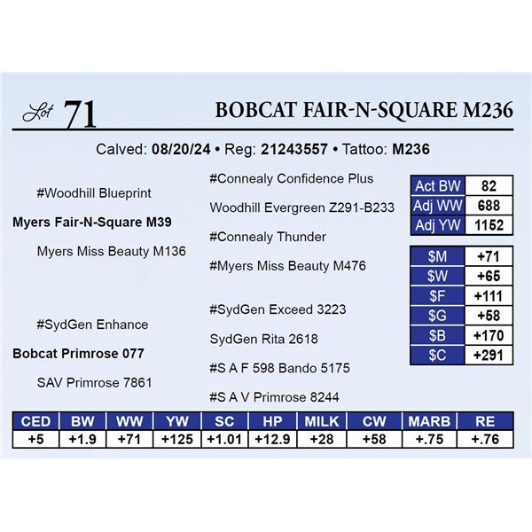 Bobcat Fair-N-Square M236