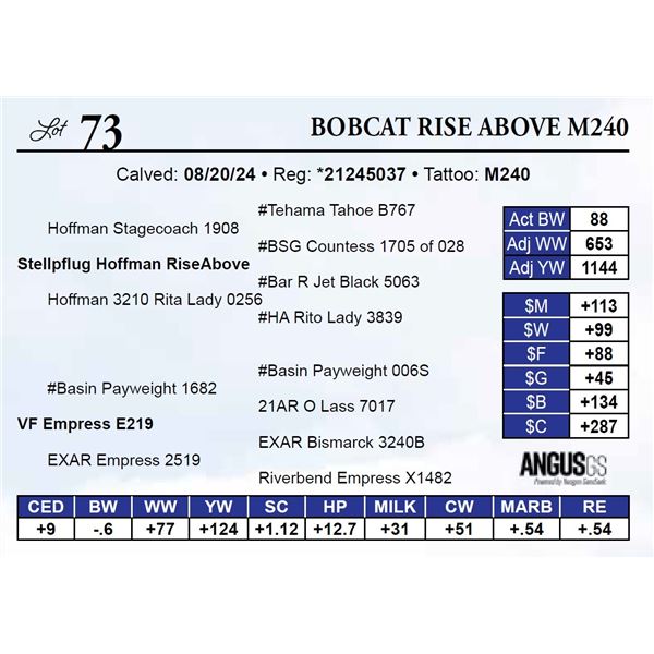 Bobcat Rise Above M240