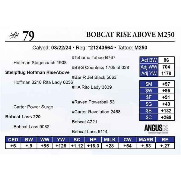 Bobcat Rise Above M250