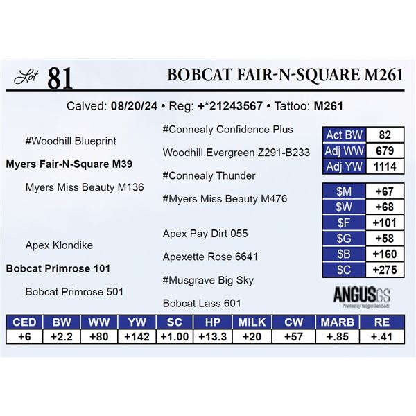 Bobcat Fair-N-Square M261