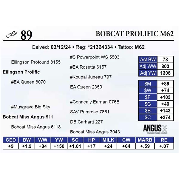Bobcat Prolific M62