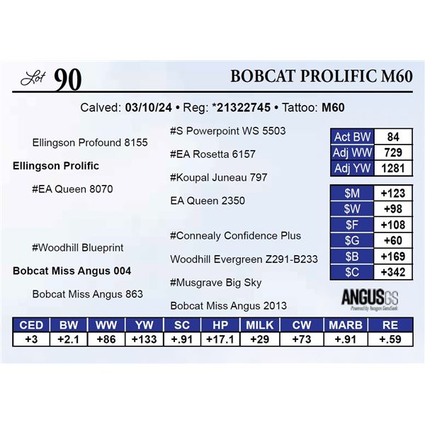 Bobcat Prolific M60